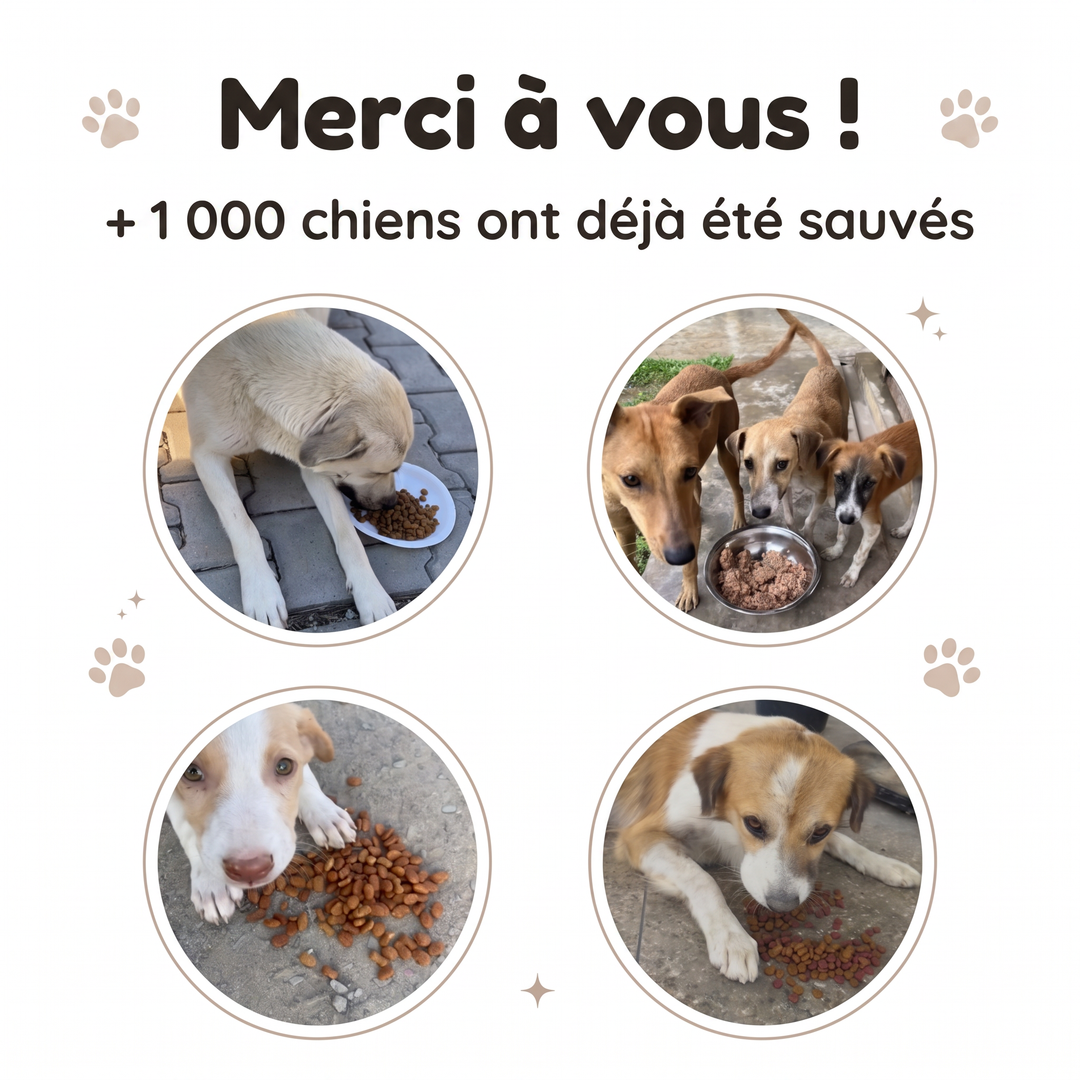 Bracelet Sans Collier - Tigre