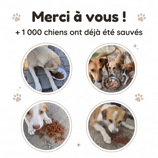 Bracelet Sans Collier - Tigre